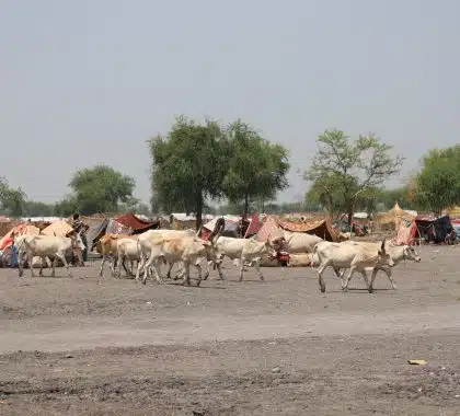 La famine est confirmée dans le nord du Darfour, confirmant les pires craintes des agences de l’ONU