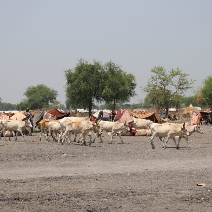 Site de transit à Roriak, État de l'Unité, Sud-Soudan. Des personnes reçoivent une aide après avoir fui le conflit au Soudan. © UNICEF/UN0851505